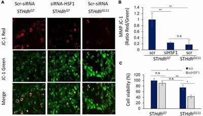 Mitochondrial Dysfunction in Huntington’s Disease; Interplay Between HSF1, p53 and PGC-1α Transcription Factors